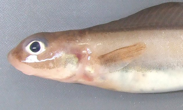 腹鰭がなく、胸鰭がある。背鰭に棘がない。