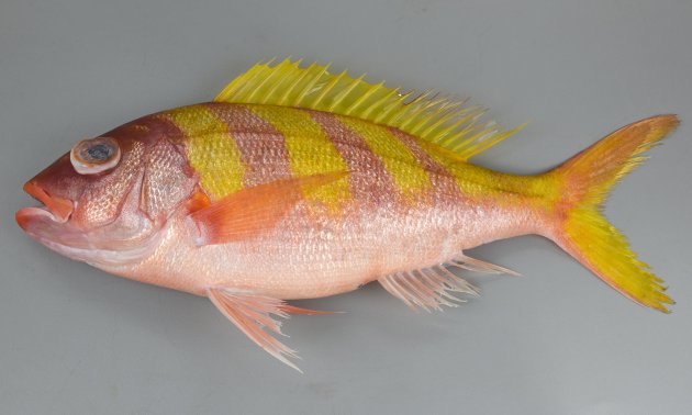 40cm SL 前後になる。やや側扁し猫の目の形で全体に赤く、黄色い斜め横筋がある。