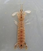 セスジシャコのサムネイル写真