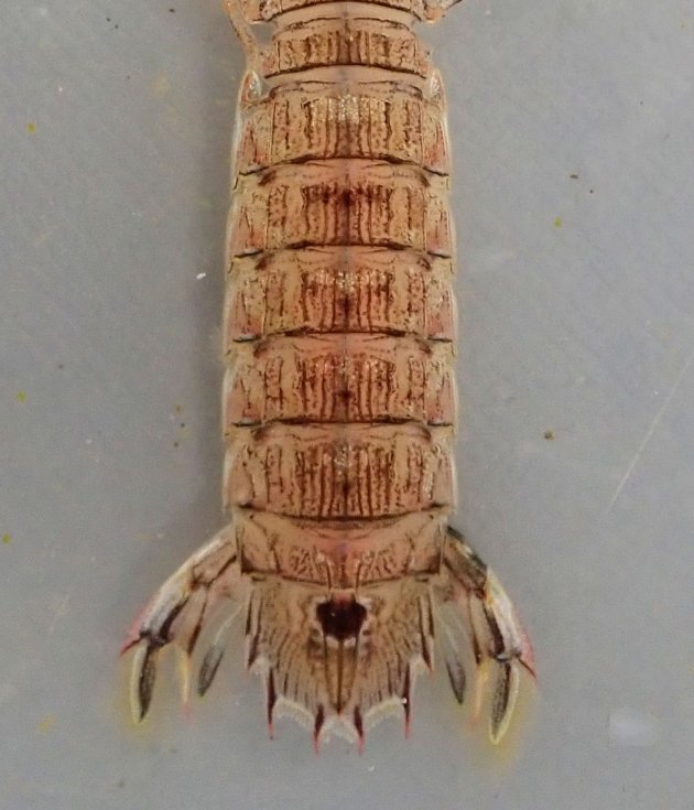 体長80mm前後になる。腹部背面には４対の隆起があり、筋状に見える。。［明石南西、鹿ノ瀬漁場小型底曳網］