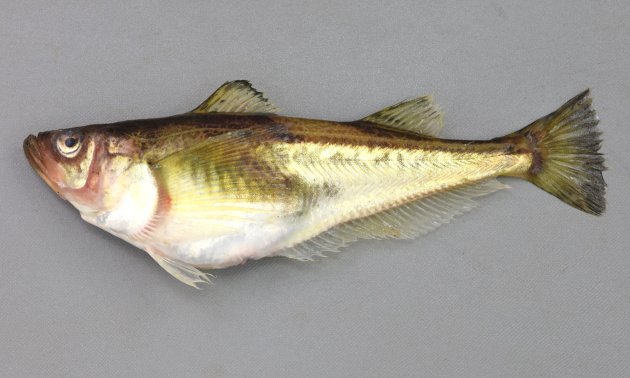ハタハタ | 魚類 | 市場魚貝類図鑑