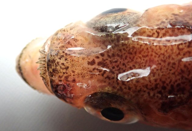 ハタハタ | 魚類 | 市場魚貝類図鑑