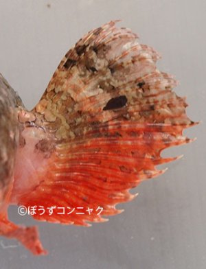 ウルマカサゴのヒレ