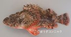 ウルマカサゴのサムネイル写真