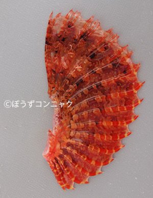 ミミトゲオニカサゴのヒレ