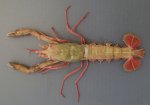 ヤサオキナエビのサムネイル写真