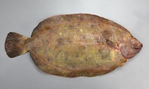 ババガレイのサムネイル写真