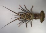 シマイセエビのサムネイル写真