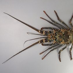 シマイセエビ | 甲殻 | 市場魚貝類図鑑