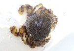 キンセンガニのサムネイル写真
