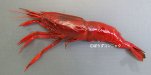 ショウジョウエビのサムネイル写真