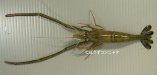 ミナミテナガエビのサムネイル写真