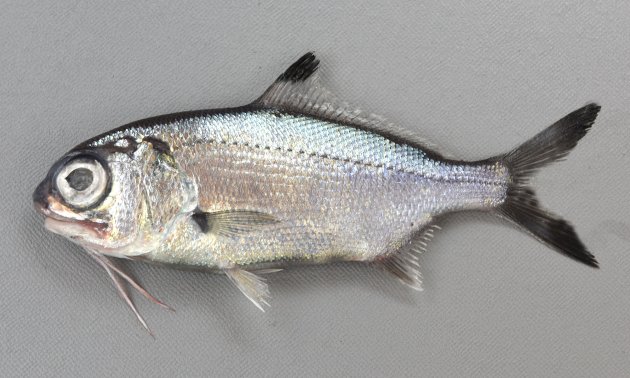 SL 20cm前後になる。小型魚。体は即へんして腹鰭は前方にある。下顎に１対の触鬚（ひげ）がある。吻端（最前部）は上顎よりも後ろにある。背鰭、尾鰭に黒い斑紋がある。［14cm SL ・重さ0.66kg］