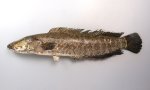 カムルチーのサムネイル写真
