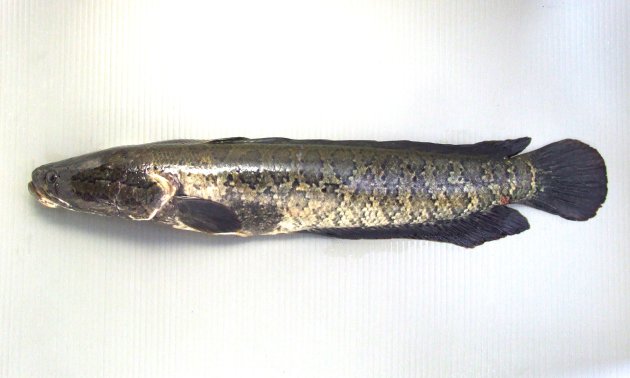 80cm SL 前後になる。紡錘形で細長い。頭部は低く先端はやや縦へんする。背鰭は１。