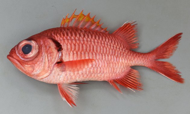 アカマツカサの形態写真