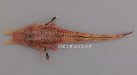 モヨウキホウボウのサムネイル写真