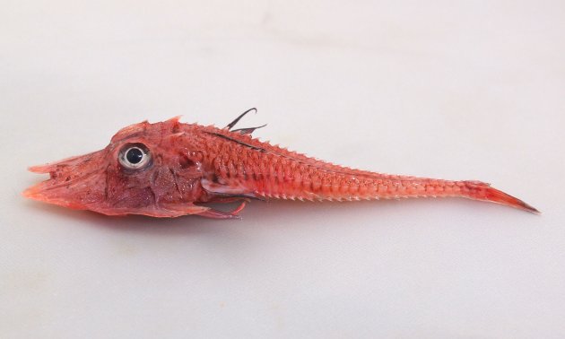 23cm SL 前後になる。キホウボウ科では大型。体は骨板をこうむる。吻のとっきはほぼ正三角形。前鰓蓋骨に強い棘がある。上下顎に歯がない。下顎に10対の髭がある。