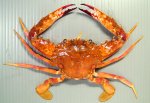 アカイシモドキのサムネイル写真