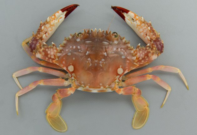 甲幅8cm前後になる。アカイシガニと非常に似ているが、アカイシガニの甲の表面には毛が密集しているのに対して、甲の表面はすべすべしている。［雌］