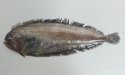 ザラガレイのサムネイル写真