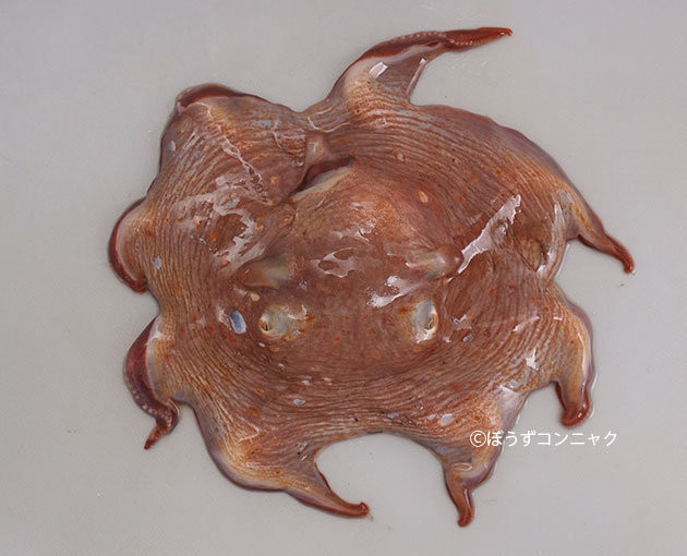 メンダコ | 軟体 | 市場魚貝類図鑑