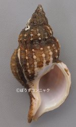 カブトアヤボラのサムネイル写真