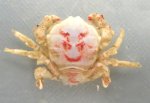 ヒラコウカイカムリのサムネイル写真