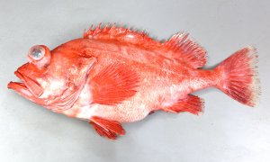 アコウダイのサムネイル写真