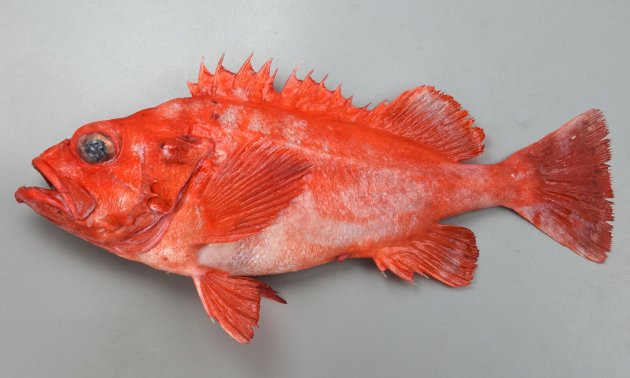 51cm SL 前後になる。全体に赤いが深みがなく明るい。側扁（左右に平たい）。鱗はやや大きい。背鰭は13棘。眼窩の下縁に棘があるが表面上は１つしかない場合も少なくない。尾鰭はわずかに湾入する。ホウズキに似ているが、こちらはあまり大きくならず尾鰭が截形（せつけい　後縁がまっすぐに切れている形）。