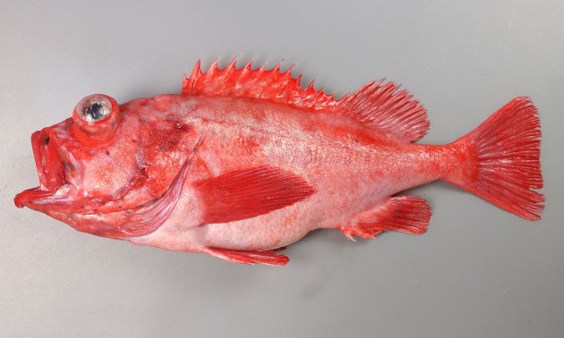 51cm SL 前後になる。全体に赤いが深みがなく明るい。側扁（左右に平たい）。鱗はやや大きい。背鰭は13棘。眼窩の下縁に棘があるが表面上は１つしかない場合も少なくない。尾鰭はわずかに湾入する。ホウズキに似ているが、こちらはあまり大きくならず尾鰭が截形（せつけい　後縁がまっすぐに切れている形）。
