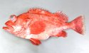 アコウダイのサムネイル写真
