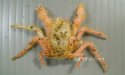 コウナガカムリのサムネイル写真
