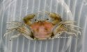 ケブカエンコウガニのサムネイル写真