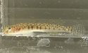 チクゼンハゼのサムネイル写真