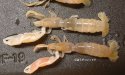 ニホンスナモグリのサムネイル写真