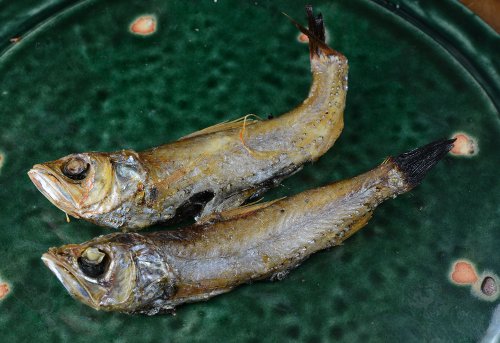 サンゴイワシの丸干し