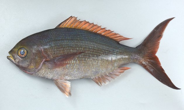 40cm SL を超える。アオダイ属と比べて体高がなく、全体に赤銅色を帯びる。尾鰭は長く深く２叉して中央部が切れ込む。両眼窩域（頭部）は平坦ではなく丸みを帯びる。［31㎝ SL・780ｇ］