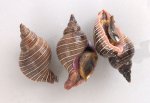 ミオツクシのサムネイル写真