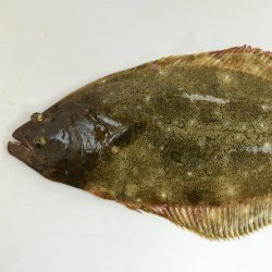 ヒラメ | 魚類 | 市場魚貝類図鑑