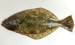 ヒラメのサムネイル写真