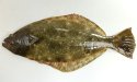 ヒラメのサムネイル写真