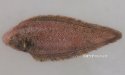 オキゲンコのサムネイル写真