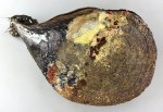 クロタイラギのサムネイル写真