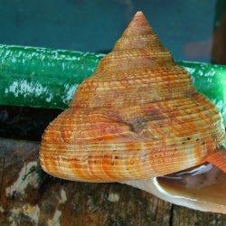 オキナエビスガイ (チョウジャガイ) | 市場魚貝類図鑑