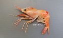 テラオボタンエビのサムネイル写真