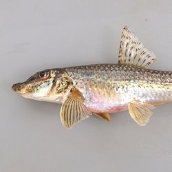カマツカ 山採り 山取 | - カマツカ(2026.03.05) WEB魚図鑑