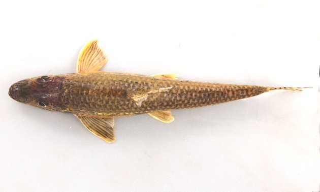 22cm SL 前後になる。体は細長く断面は円形に近い。吻は尖り、口は下につく。鰭・体などに小さな褐色の斑紋が散らばる。ヒゲは目の前縁に達しない。