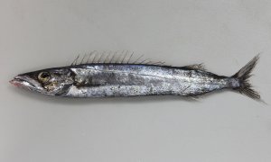 フウライカマスのサムネイル写真