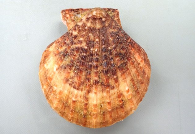 8cm SH 前後になる。イタヤガイ科ではやや縦長で左殻は右殻よりも少し膨らむ。足糸湾入は深く、広く開口する。放射肋が無数にあり、鱗片が不規則にある。鱗片はときに棘条に立ち上がる。［韓国産］